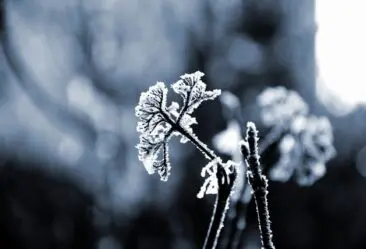 natural pain relief brisbane